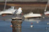 Patient herring gull