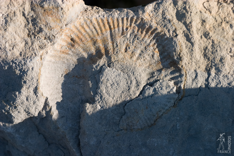 Port en Bessin fossil