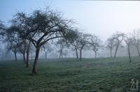 Orchard in fog