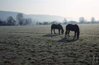 Horses in a vast field