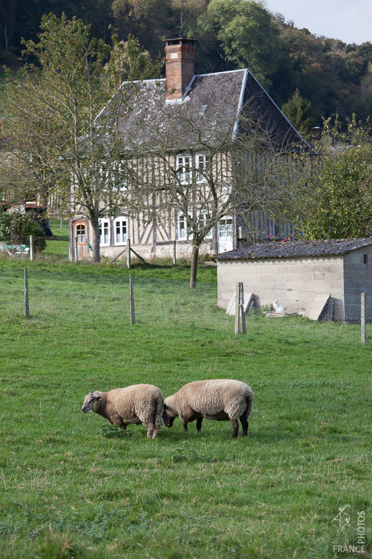 Grazing sheep