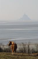 Draft horse by the Mont