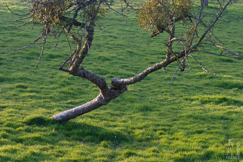 Strange shaped tree