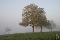 Foggy morning in the orchard