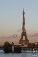 Tower and seagull