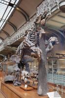 Megatherium in Paris