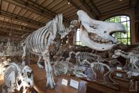 Rhino skeleton