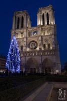 Notre Dame Christmas tree