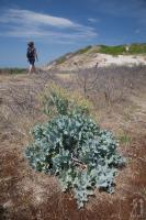 Crambe maritima