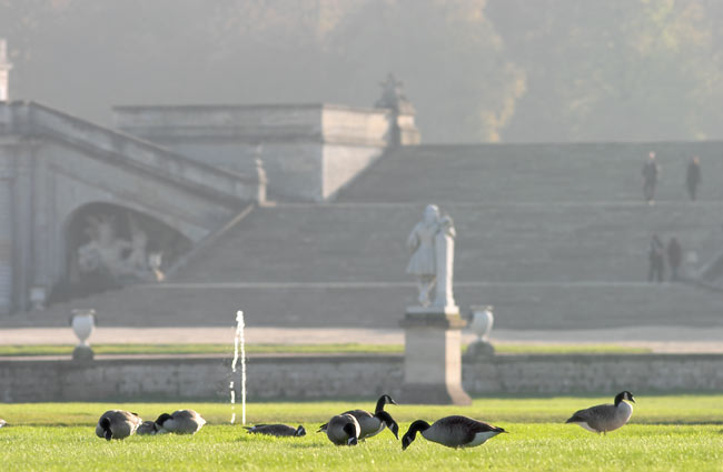 Geese and stairs in Chantilly